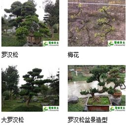 九宮格專注中小企業網絡營銷，助力溫江蜀綠苗木園藝場互聯網轉型