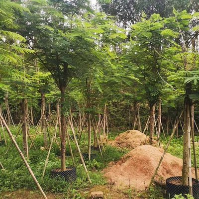 紅花映日，綠意成蔭 鳳凰木容器苗與綠化工程全案解析