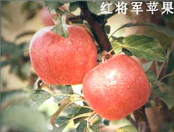綠色健康，品質(zhì)之選——泰安市國(guó)富苗木種植經(jīng)銷合作社農(nóng)副產(chǎn)品展示