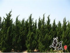 天長(zhǎng)市榮沁苗木種植專業(yè)合作社 龍柏H300-450 & P200-300規(guī)格苗木大量供應(yīng)，誠(chéng)邀合作