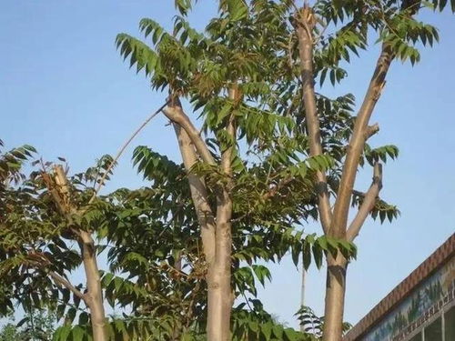 農(nóng)村10種常見(jiàn)樹(shù)木 每一棵都是鄉(xiāng)愁的活雕像